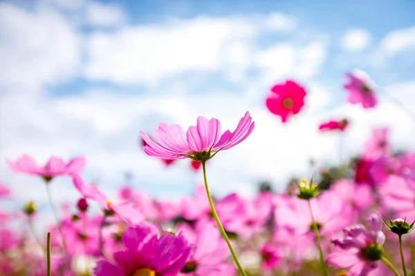 Cosmos flower blossom in garden — Stock Photo, Image