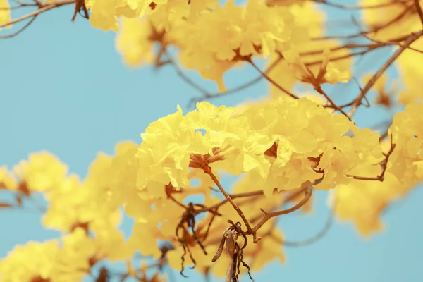 Yellow tabebuia flower blossom — Stock Photo, Image