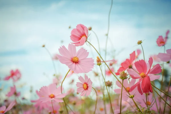 Kosmos bloem bloeien in tuin — Stockfoto