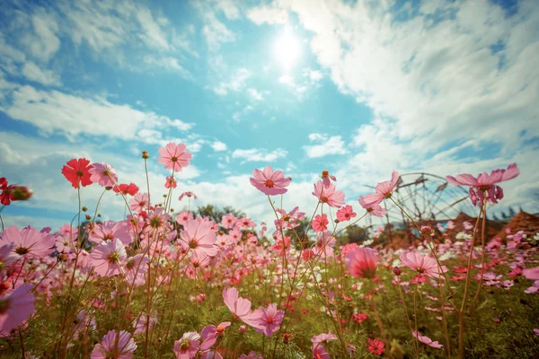 コスモスの花の花の庭 — ストック写真