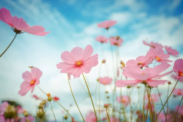 Kozmosz virág virág, kert — Stock Fotó