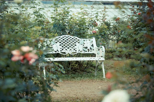 Rose flower in garden — Stock Photo, Image