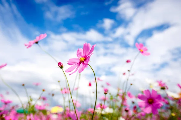 Cosmos floare floare în grădină Imagini stoc fără drepturi de autor
