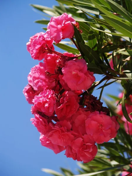 Mavi gökyüzü arka planına sahip bir avuç pembe zakkum.