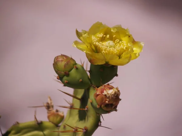 Gul Opuntia Blomma Detalj Närbild Taggig Päron Kaktus Blommar Varmt — Stockfoto