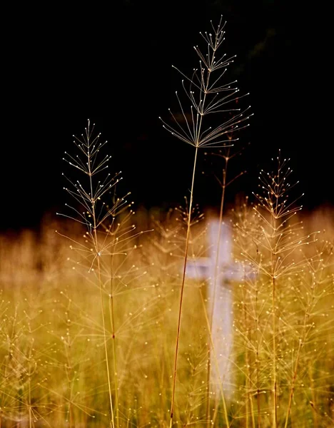 Kuru bitkiler ve taş haçlarla dolu huzurlu bir mezarlık manzarası, Tavşan toplama kampının eski yeri, Kampor, ada Rab, Hırvatistan