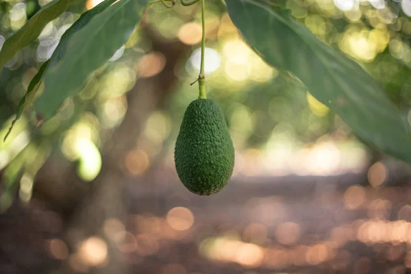 Hass avocado agățat de copac — Fotografie, imagine de stoc