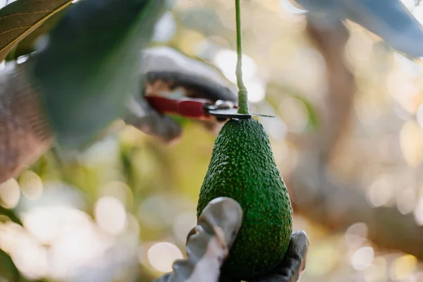 Harvesting hass avocados — Stock Photo, Image