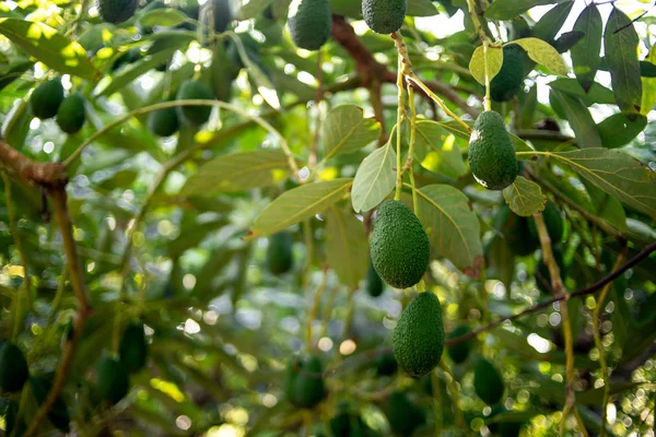 Ağaçtan sarkan Avokado meyveleri — Stok fotoğraf