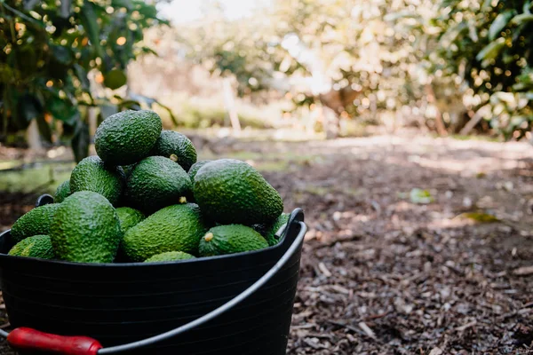 Hass avocados geoogst in een emmer — Stockfoto