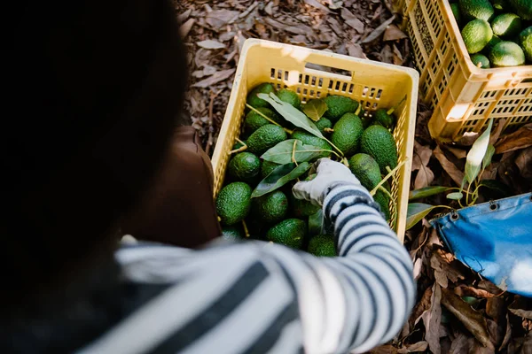 A woman farmer working in the hass avocado harvest season — Stock Photo, Image