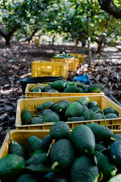 Some full boxes os hass avocados. Harvest Season — Stock Photo, Image