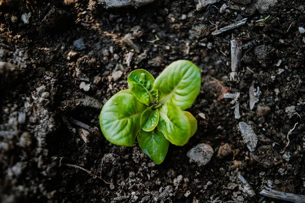 Органический детский салат, растущий в поле — стоковое фото