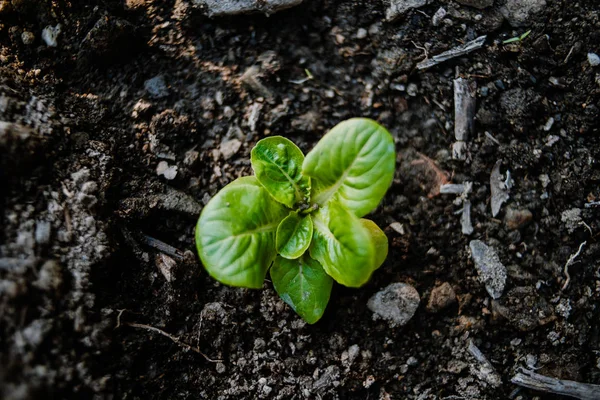 Alface de bebê orgânica crescendo em um campo — Fotografia de Stock