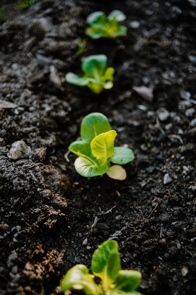 Sałata organiczna rosnąca na polu — Zdjęcie stockowe