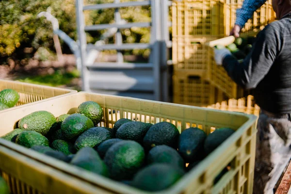 Agricultores cargando el camión con cajas de aguacates de hass completo. Temporada de cosecha —  Fotos de Stock