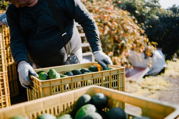 Farmers loading the truck with full hass avocado´s boxes — Stock Photo, Image