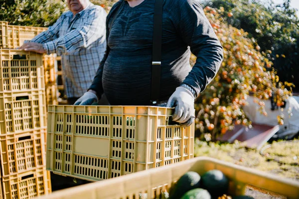 Farmers loading the truck with full hass avocado´s boxes — Stock Photo, Image