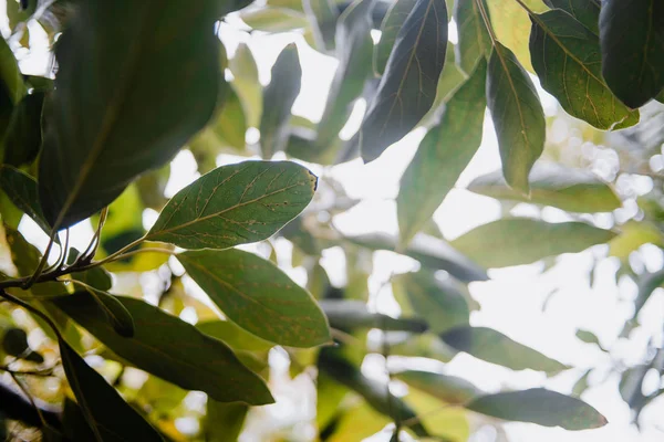 Φύλλα αβοκάντο στο δέντρο — Φωτογραφία Αρχείου