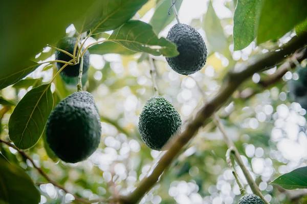 Uitzicht van onder een aantal hass avocados opknoping van de boom — Stockfoto