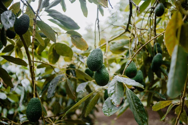Hass Avocados fruit hanging from the tree — Stock Photo, Image