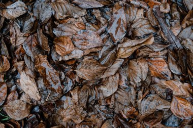 Kahverengi avokado yaprakları