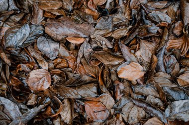 Kahverengi avokado yaprakları