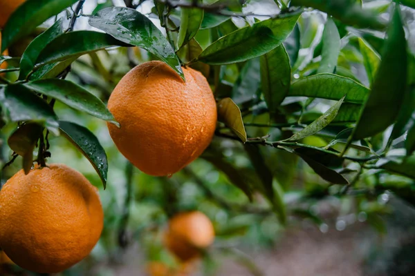Крупный план апельсинов, свисающих с дерева — стоковое фото