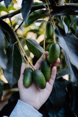 Mini pastırmalı avokado gösteren bir çiftçi. Avokado Kokteyli