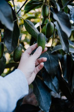 Mini pastırmalı avokado alan bir çiftçi. Avokado Kokteyli