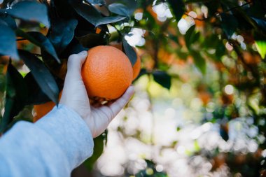 El ağaçtan bir parça portakal alıyor.