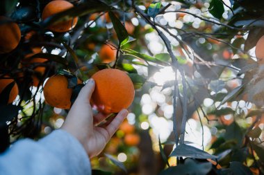 El ağaçtan bir parça portakal alıyor.