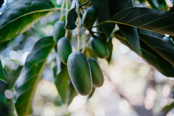 Ağaçtan Sarkan Minik Pastırma Avocados Meyvesi Kokteyl Avokadoları — Stok fotoğraf