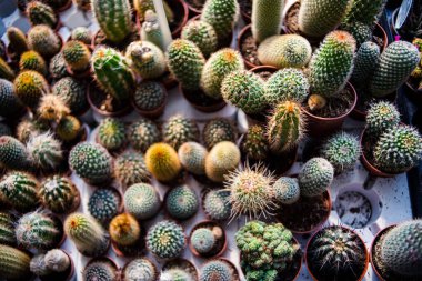 Küçük bir kaktüsün ve bir bitkinin fidanlığının en üst görüntüsü.