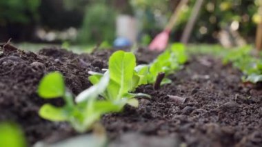 Bir tarlada yetişen organik marullar. Kaydırma kamerası hareketi