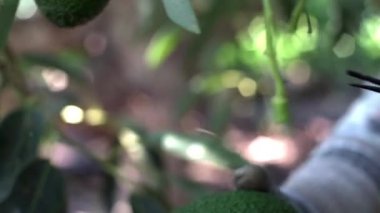 Avokado topluyorum. Eller ağaçtaki avokado çubuğunu budama makası ile kesiyor.