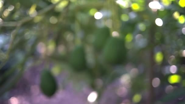 Hass Aguacates Fruta Que Cuelga Del Árbol Concéntrate Movimiento Cámara — Vídeos de Stock