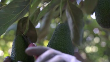 Avokado topluyorum. Eller ağaçtaki avokado çubuğunu budama makası ile kesiyor.