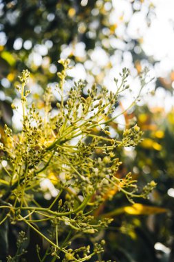 Avokado ağacı çiçek açıyor. Avokado ağacının tomurcukları ve çiçekleri. Açma mevsimi