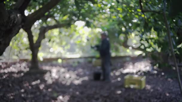 Bauern Die Der Hasen Avocado Erntezeit Arbeiten Unfokussiertes Schießen — Stockvideo