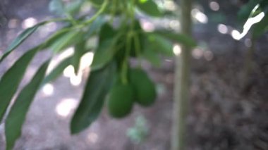 Ağaçtan sarkan Avocados meyveleri. Dikkatini topla. Kaydırma kamerası hareketi