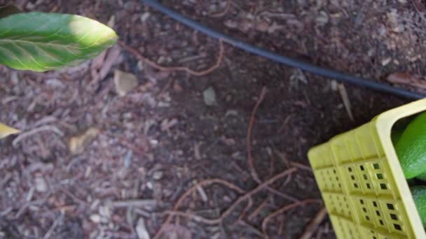 Авокадо Збирається Всередині Коробки Органічні Авокадо Вид Зверху Рух Камери — стокове відео