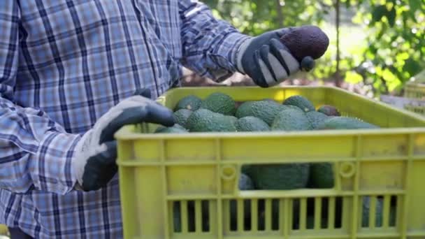 Landwirt Überprüft Eine Volle Avocados Schachtel Erntezeit — Stockvideo
