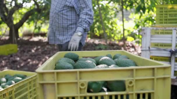 Close Boeren Laden Truck Met Full Hass Avocados Boxen Oogstseizoen — Stockvideo