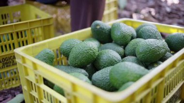 Avokado hasat mevsiminde çalışan bir kadın çiftçi. Seçici Odaklanma