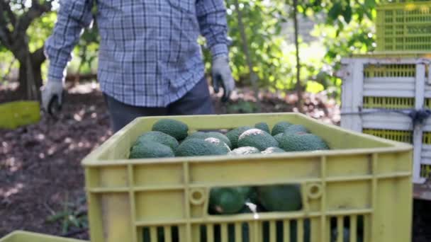 Detailní Záběr Farmáři Nakládají Náklaďák Plnými Hass Avokádovými Krabicemi Sklizňová — Stock video