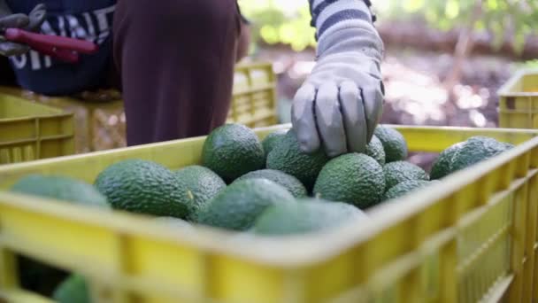 Uma Agricultora Que Trabalha Época Das Colheitas Abacate Foco Seletivo — Vídeo de Stock