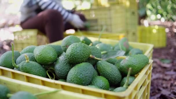 Een Vrouwelijke Boer Die Werkt Het Avocado Oogstseizoen Selectieve Focus — Stockvideo