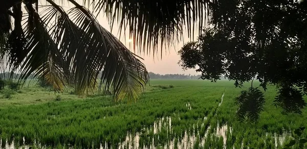 Una Granja Agrícola Junto Camino Durante Temporada Lluvias Pune India — Foto de Stock