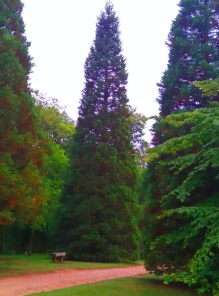 Arbre Noël Dans Jardin — Photo